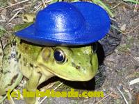 /home//u458753944/public_html/sourcegallery/////Frogs/More bullfrogs/P8170156.JPG